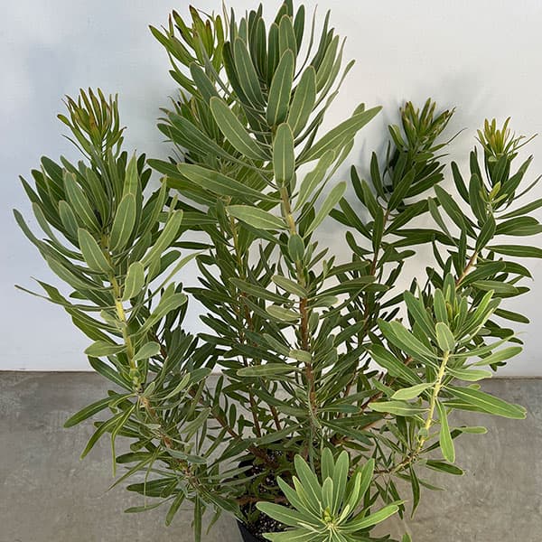 園芸ネット本店｜プロテア：フロステッドファイヤー 8号鉢植え の通販