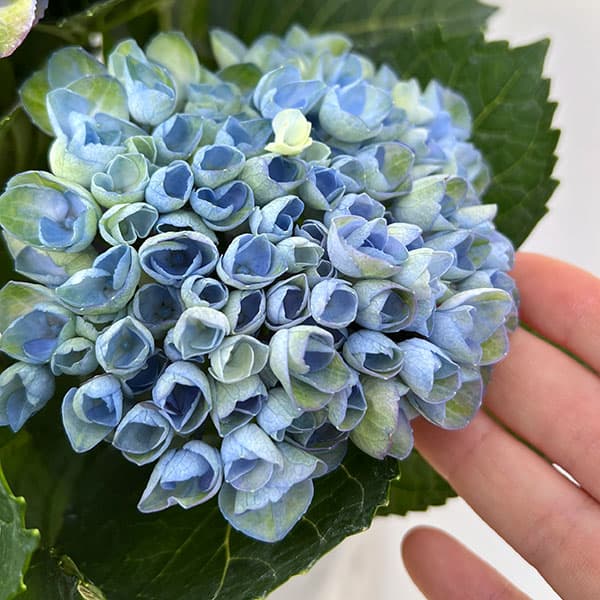 園芸ネット本店｜[春の鉢花予約]アジサイ：マジカルレボリューション