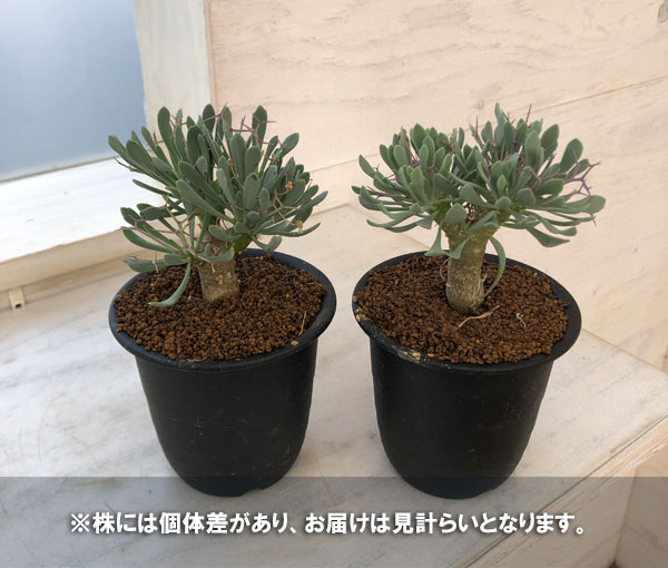 園芸ネット本店｜冬型塊根オトンナセット（ユーフォルビオイデス