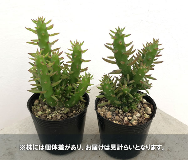 園芸ネット本店｜アウストロキリンドロプンチ：姫将軍（ヒメショウグン