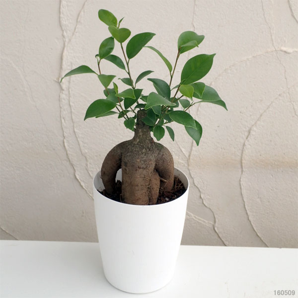園芸ネット本店｜ガジュマル（多幸の木）4号鉢植え の通販【公式】