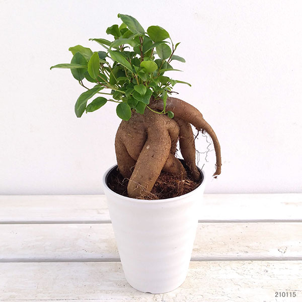 園芸ネット本店｜ガジュマル（多幸の木）4号鉢植え の通販【公式】