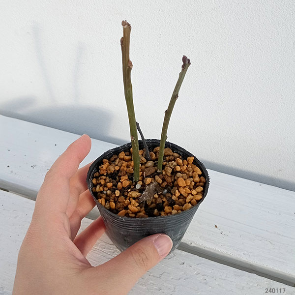 園芸ネット本店｜ハナイカダ（花筏）：雌雄2株植え2.5号ポット の通販