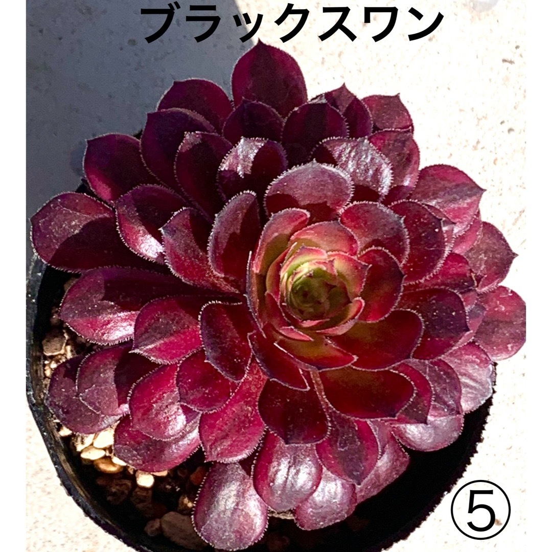 レア種❤️ブラックスワン⑤❤️黒鳥 アエオニウム 多肉植物 抜き苗 寄