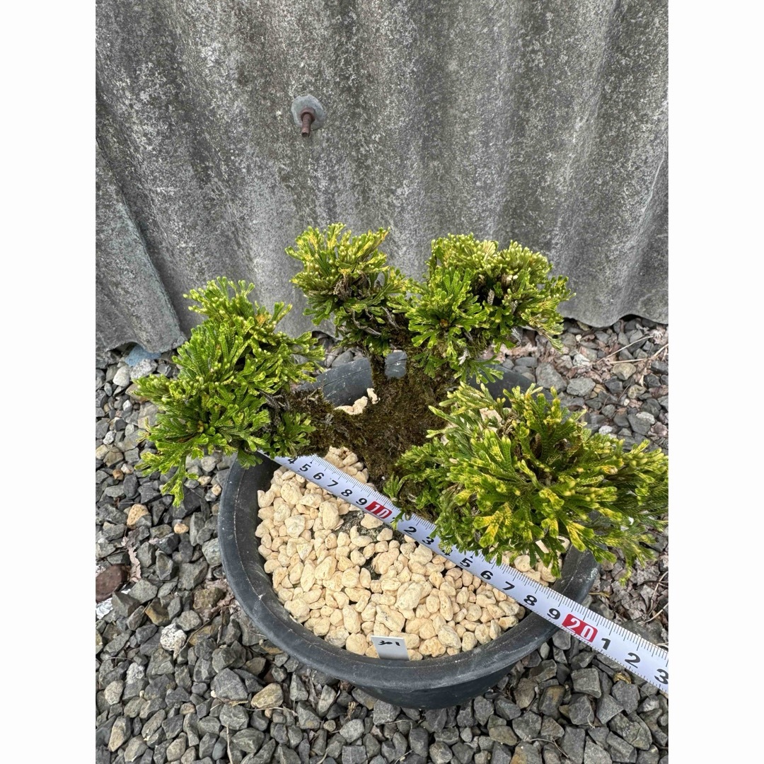 送料無料】岩松 イワヒバ 岩ヒバ 盆栽 山野草 高山植物 301の通販 by