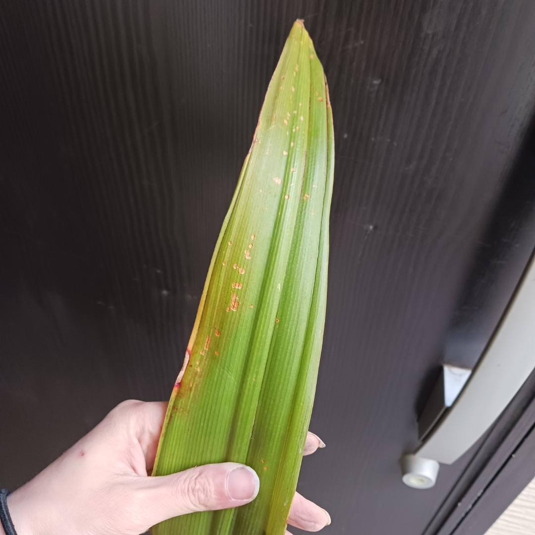 4 ハマユウ 9号 ハマオモト 赤葉 銅葉 観葉植物の通販｜houseofnerat.com