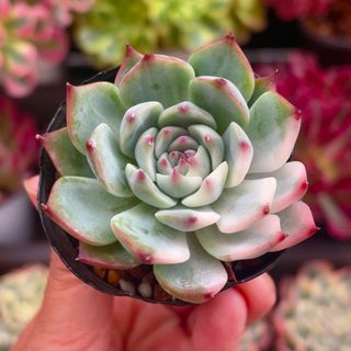 チワワエンシス錦 抜き苗 多肉植物 エケベリアの通販 by momo's shop