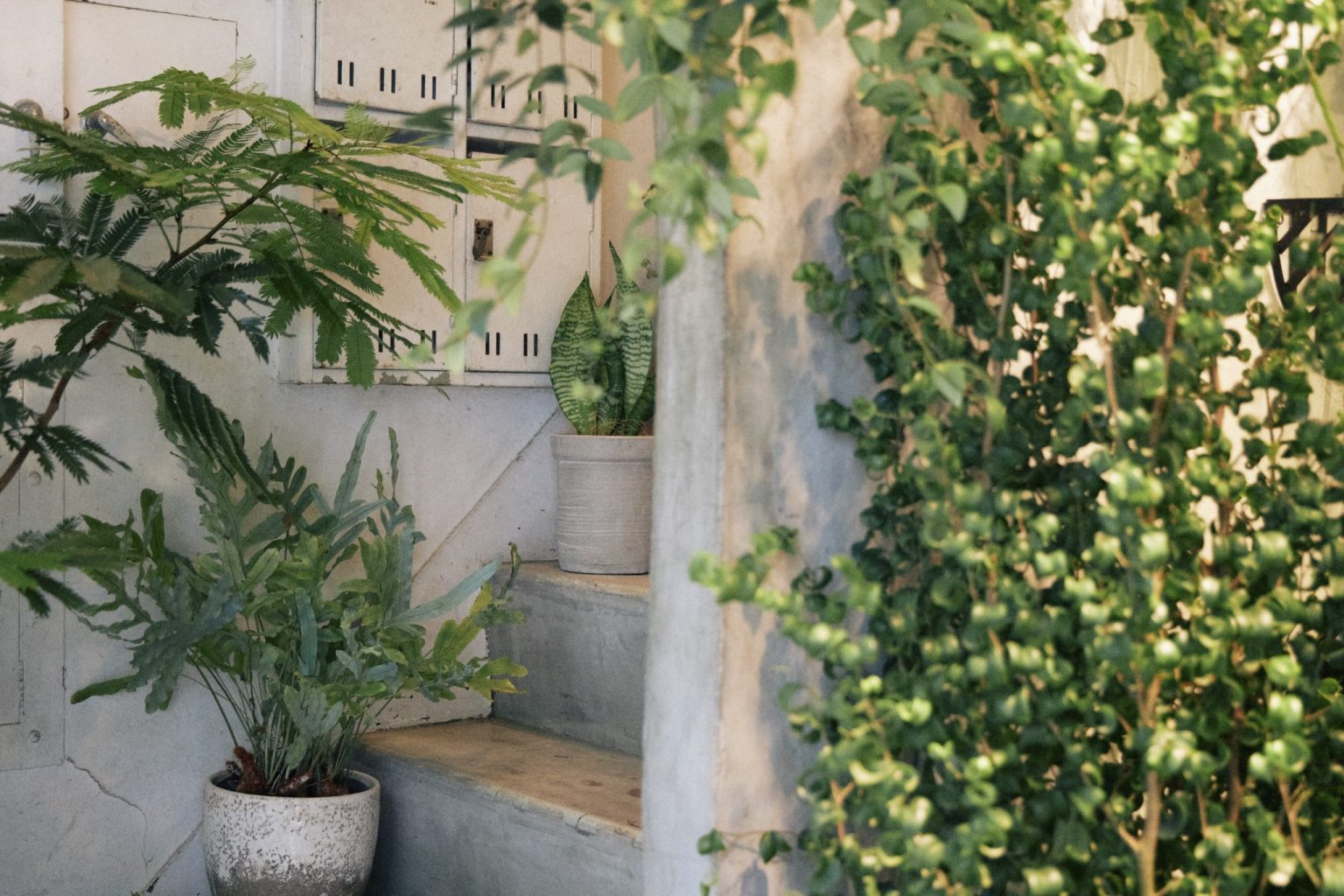 いい部屋づくりにはやっぱり植物！人気セレクトショップから学ぶ『植物