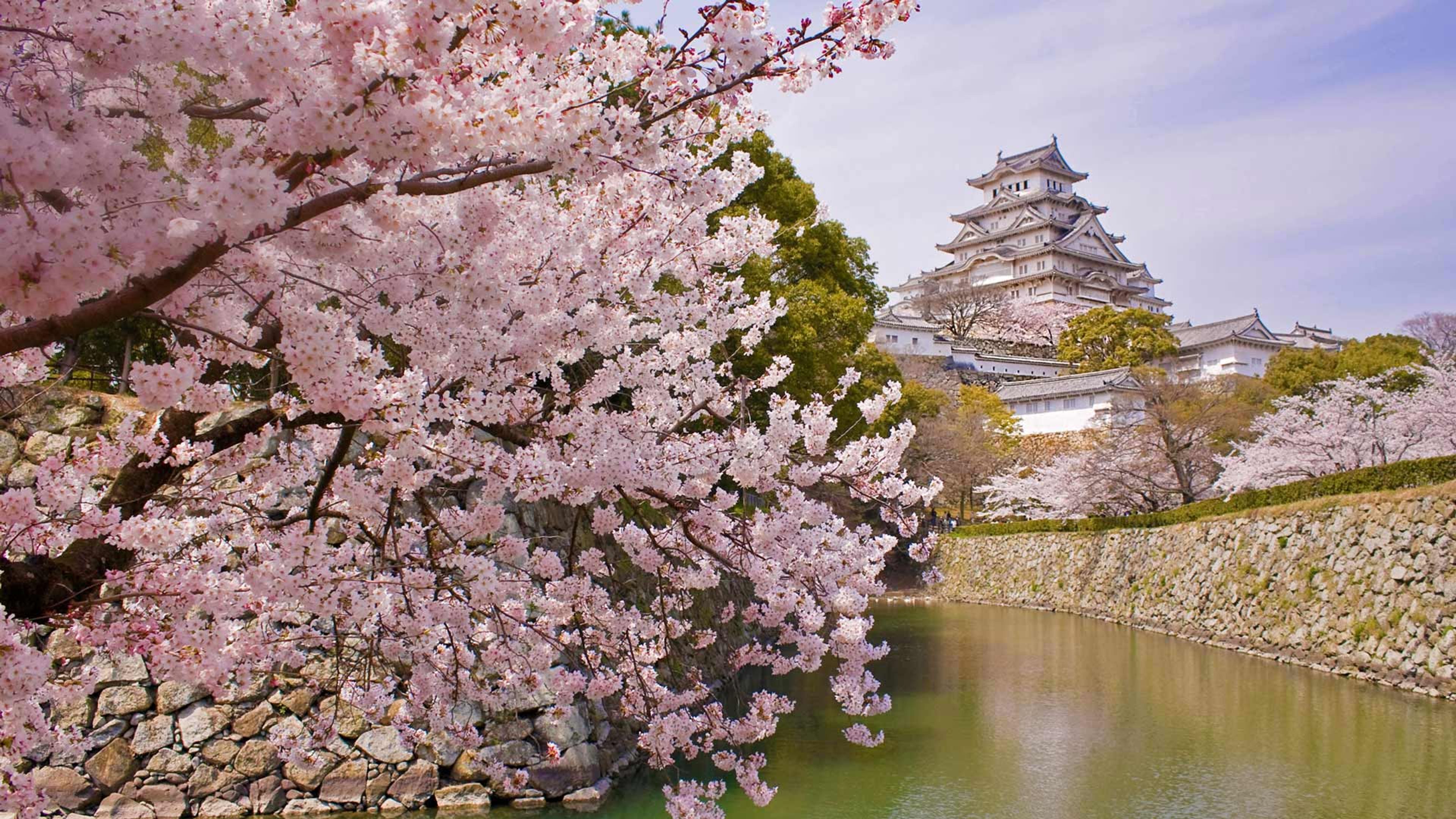桜香る姫路城 ジグソーパズル2016 JPN castle Himeji-jo 桜香る姫路城