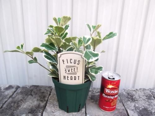 フィカス・スイートハート 4号 - 植物と暮らす m-plant