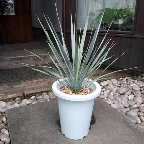 ユッカ・リギダ 7号 - 植物と暮らす m-plant
