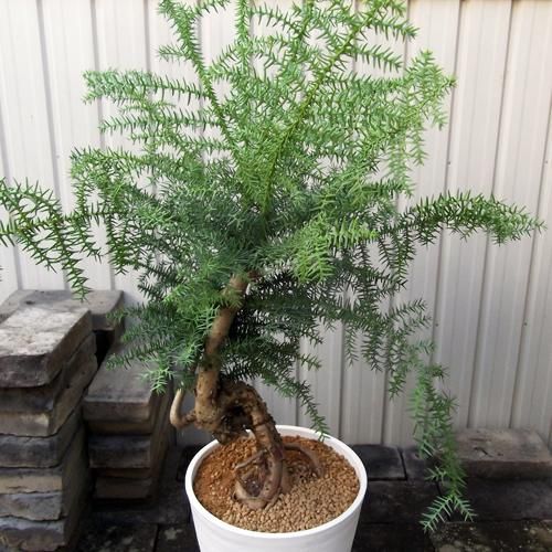 アローカリア・ビットウィリー 8号 - 植物と暮らす m-plant