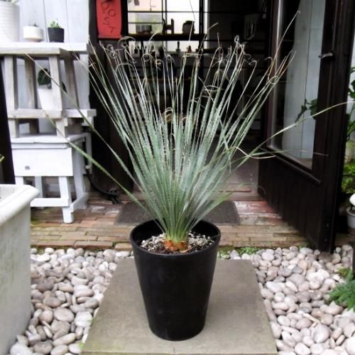 ダシリリオン・グラウコフィルム 10号 - 植物と暮らす m-plant