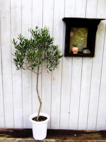 オリーブ・シプレッシーノ 8号 - 植物と暮らす m-plant