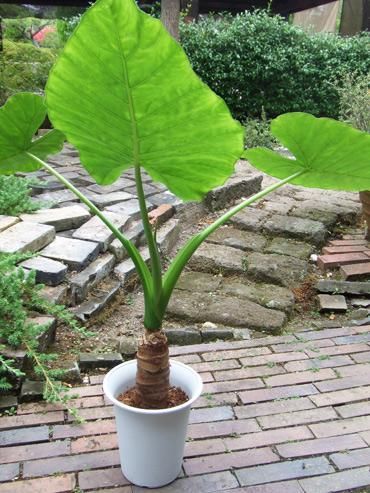 クワズイモ - 植物と暮らす m-plant