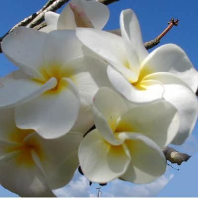 プルメリアPlumeria - ハワイアン・セレクトショップ | Lani Hawaii