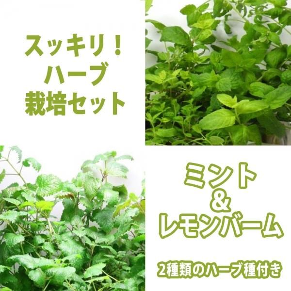 水耕栽培 ハーブ ミントとレモンバーム 種付き ハイドロボール 育苗