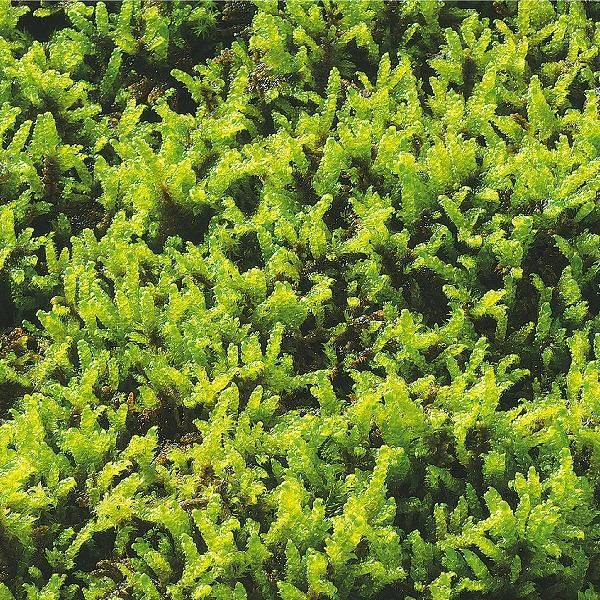 ハイゴケ 1平米セット (8枚入) - 苔の通販・販売専門店 ハッピーモス