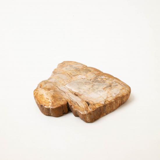 OAK Petrified Wood 【珪化木 Accessory Tray 「WS001」】 ー