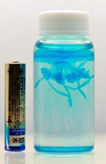 透明工房 ～生命の華～ ☆透明標本 製作・販売・通販 学術指導☆