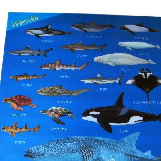 A4クリアファイル】サメ・ペンギン・イルカ・シャチなど◇海の仲間が