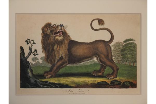 Lion,ライオン
