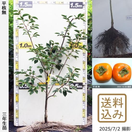 カキ(渋柿) 平核無(ひらたねなし)[三年生苗] - 果樹苗・大苗・苗木販売