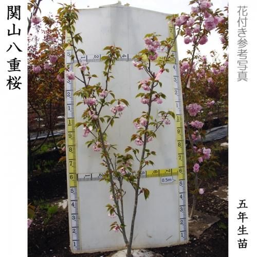 サクラ(桜) 関山八重桜(カンザンヤエザクラ)地掘大苗 - 果樹苗・大苗
