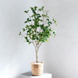 自分好みの樹形に）株立ドウダンツツジ 【オンリーワングリーン 観葉