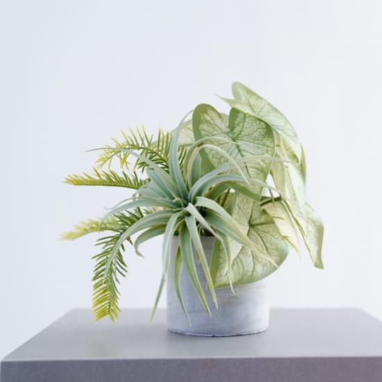 エアプランツとシンゴニウムの寄せ植えコンクリートポット【ミックス