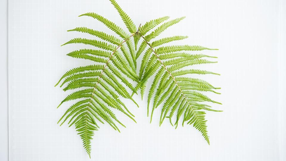 裏白（中） うらじろ（ちゅう） 21～30cm - ＜公式サイト＞ 料理