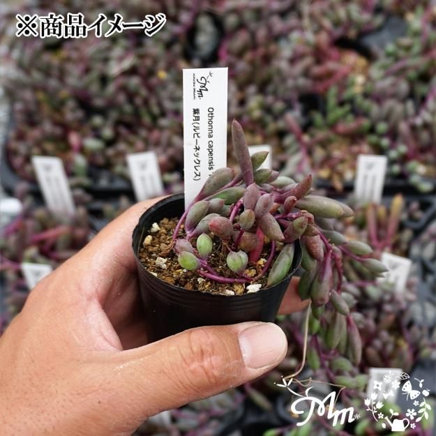 Othonna capensis 'Rubby Necklace'(オトンナ ルビーネックレス(紫月