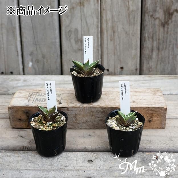 実生苗(実生株)】Agave oteroi(アガベ オテロイ)6㎝ポット苗