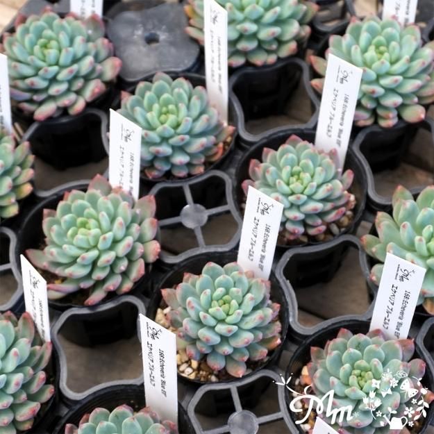 168:Echeveria 'Blue Elf' (エケベリア ブルーエルフ)6㎝ポット[多肉