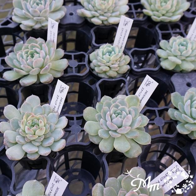 240:Echeveria 'Ice Green'(エケベリア アイスグリーン)6㎝ポット