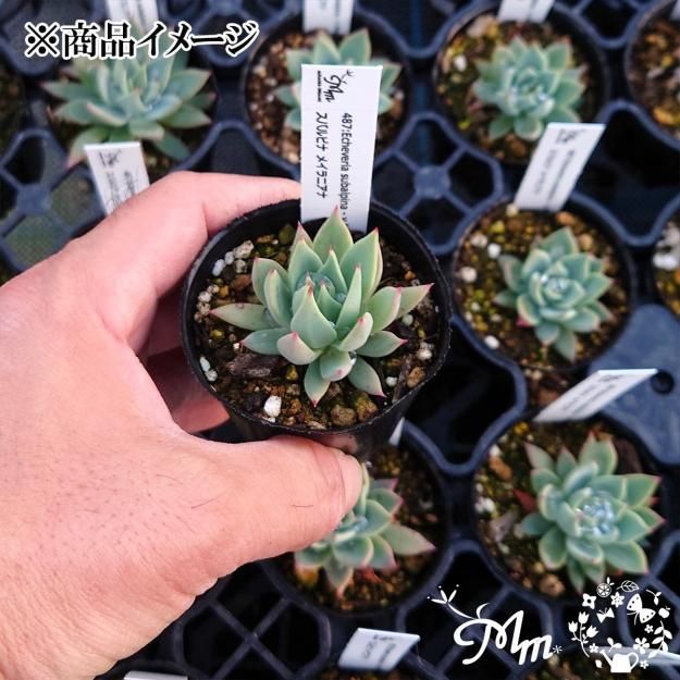 487:Echeveria subalpina - v Meyraniana(エケベリア スバルピナ