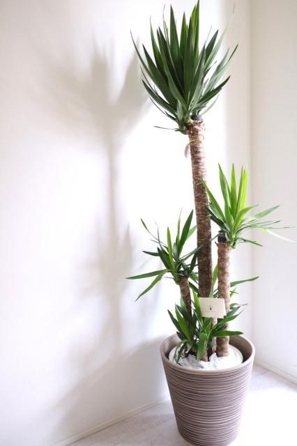 観葉植物 ユッカ・エレファンティペス （エコ素材の軽い鉢カバー付