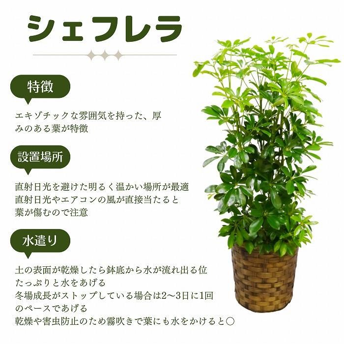 観葉植物】 シェフレラ（カポック）10号※バスケット鉢カバー付き