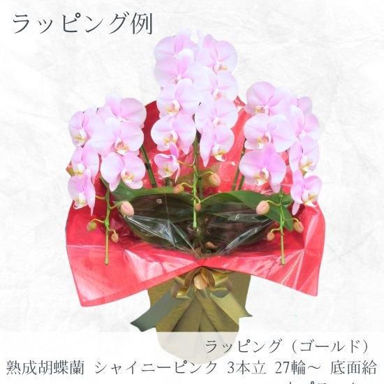 熟成胡蝶蘭 シャイニーピンク 3本立 27輪～ 底面給水プランター - 胡蝶
