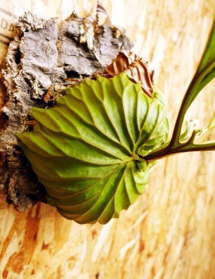 ビカクシダ リドレイ | 大 ワイルド コルク付け - 観葉植物・多肉植物