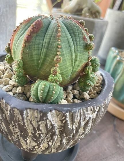 ユーフォルビア・シンメトリカ | 陶器鉢皿セット - 観葉植物専門店