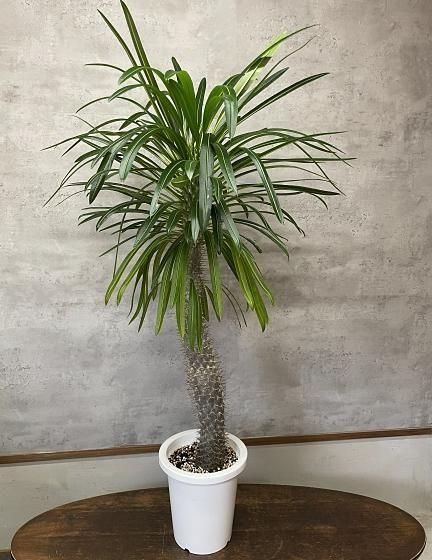 パキポディウム・ラメリー | 特大サイズ塊根植物 - 観葉植物専門店