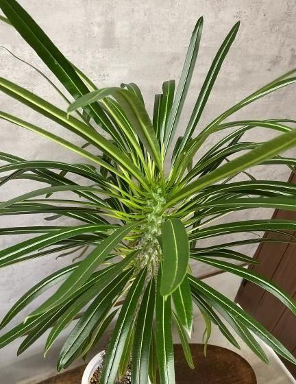 パキポディウム・ラメリー | 特大サイズ塊根植物 - 観葉植物専門店