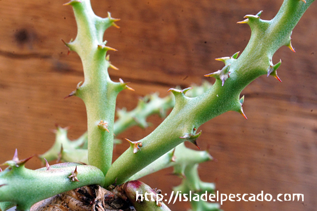 isla del pescado - Euphorbia fanshawei-ユーフォルビア・ファンシャ