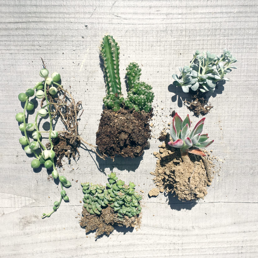 流木に多肉植物を寄せ植えする方法・作り方