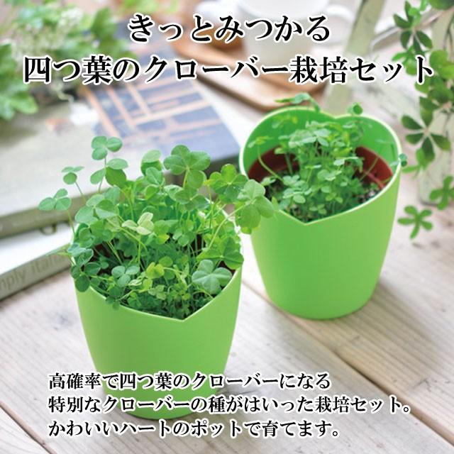 栽培セット きっとみつかる 四つ葉のクローバー 栽培キット 四つ葉