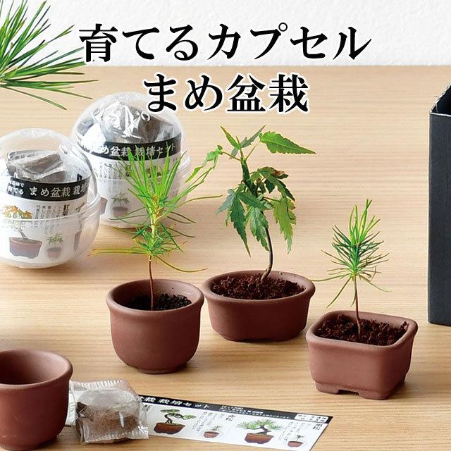 栽培キット 育てるカプセル まめ盆栽 栽培セット 盆栽 植物 グリーン