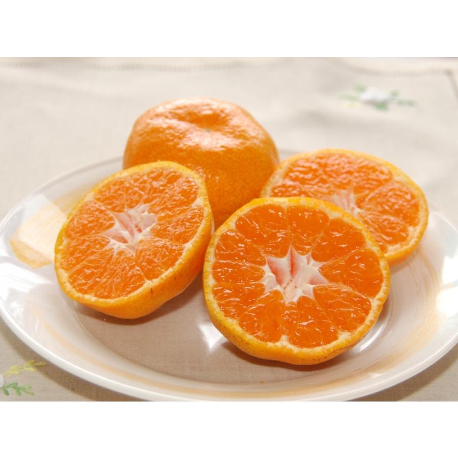 樹上で完熟 旬のみかん 完熟みかん5kg S~Lミックス みかん園からお