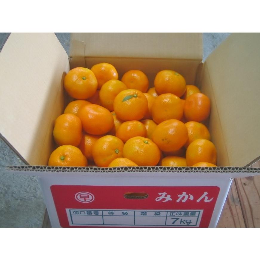 樹上で完熟 旬のみかん 完熟みかん7kg S~Lミックス みかん園からお
