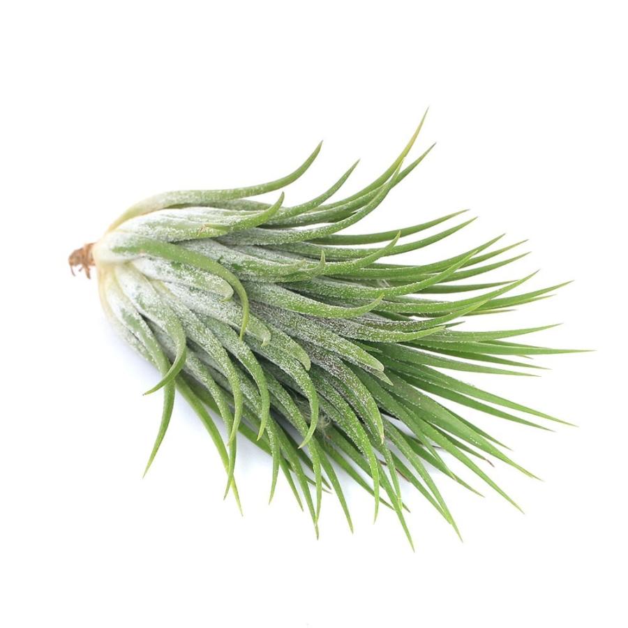 チャーム（charm） （観葉植物）エアープランツ チランジア イオナンタ
